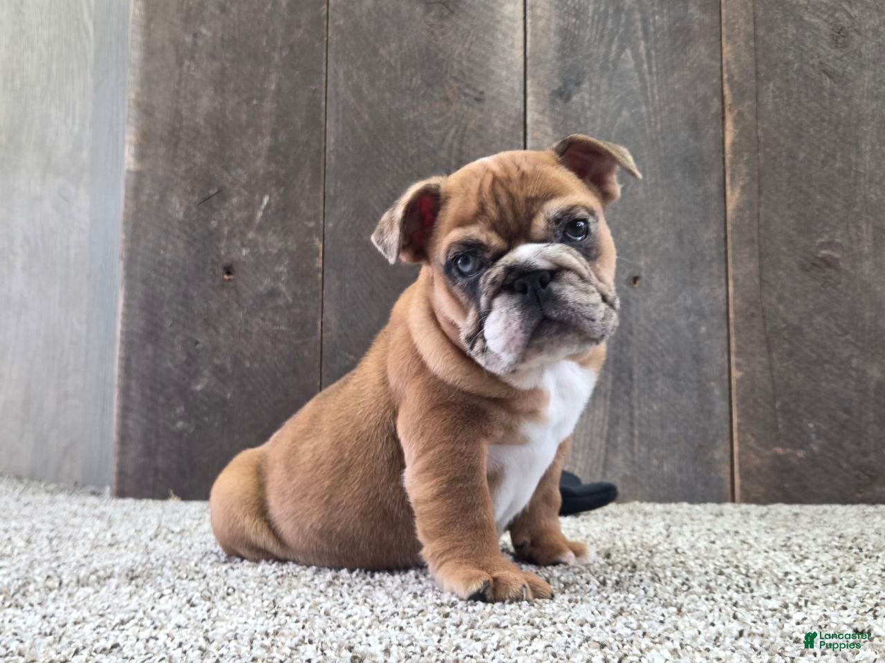 English Bulldog dogs Kelsi - Ad 1