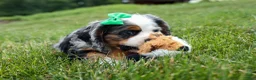 Cocker Spaniel dogs for sale: Jaxon 🐶💙 - Ad 7