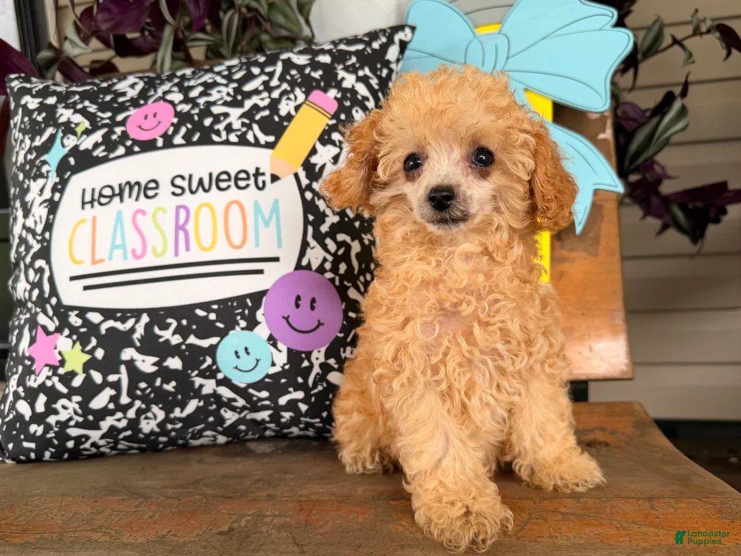 Toy Poodle dogs for sale: Missy - Ad 1