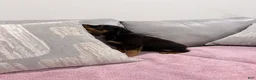 Rottweiler dogs for sale: Rottweiler Puppy 3 - Ad 3