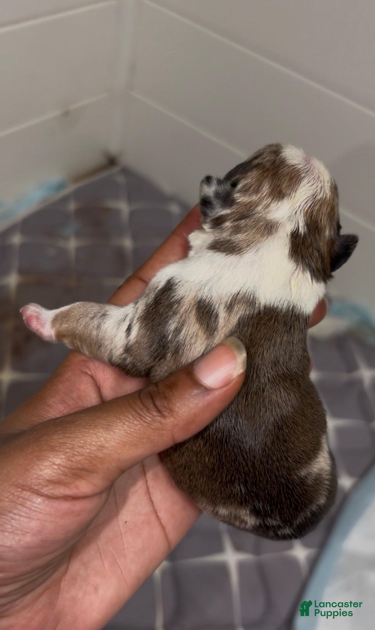 French Bulldog dogs French Bulldog 4 - Ad 10