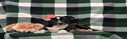 Mixed Breed dogs for sale: Cherokee - Ad 6