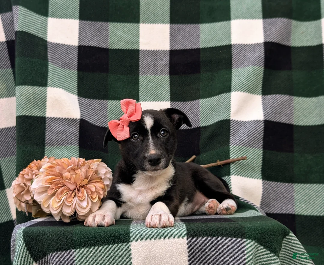 Mixed Breed dogs for sale: Cherokee - Ad 6