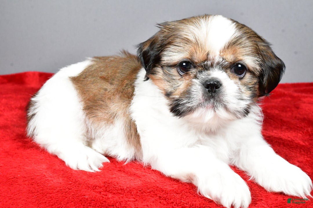 Shih Tzu dogs for sale: Noel - Ad 7