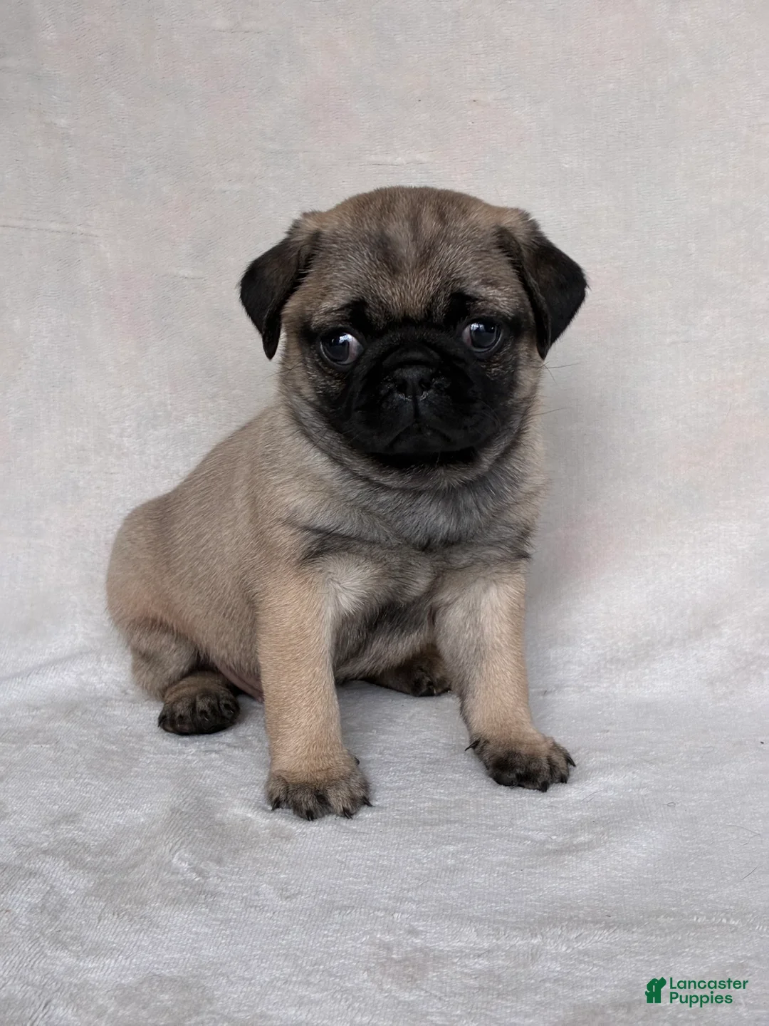 Pug dogs for sale: Holly - Ad 6