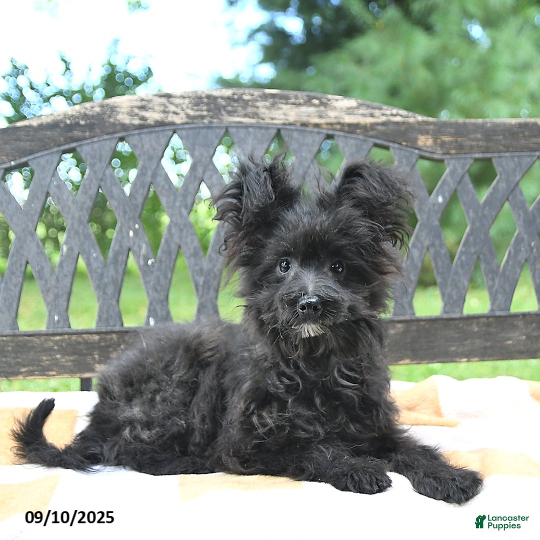 Pomapoo dogs for sale: Lil Scottie - Ad 14
