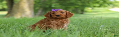 Betsy