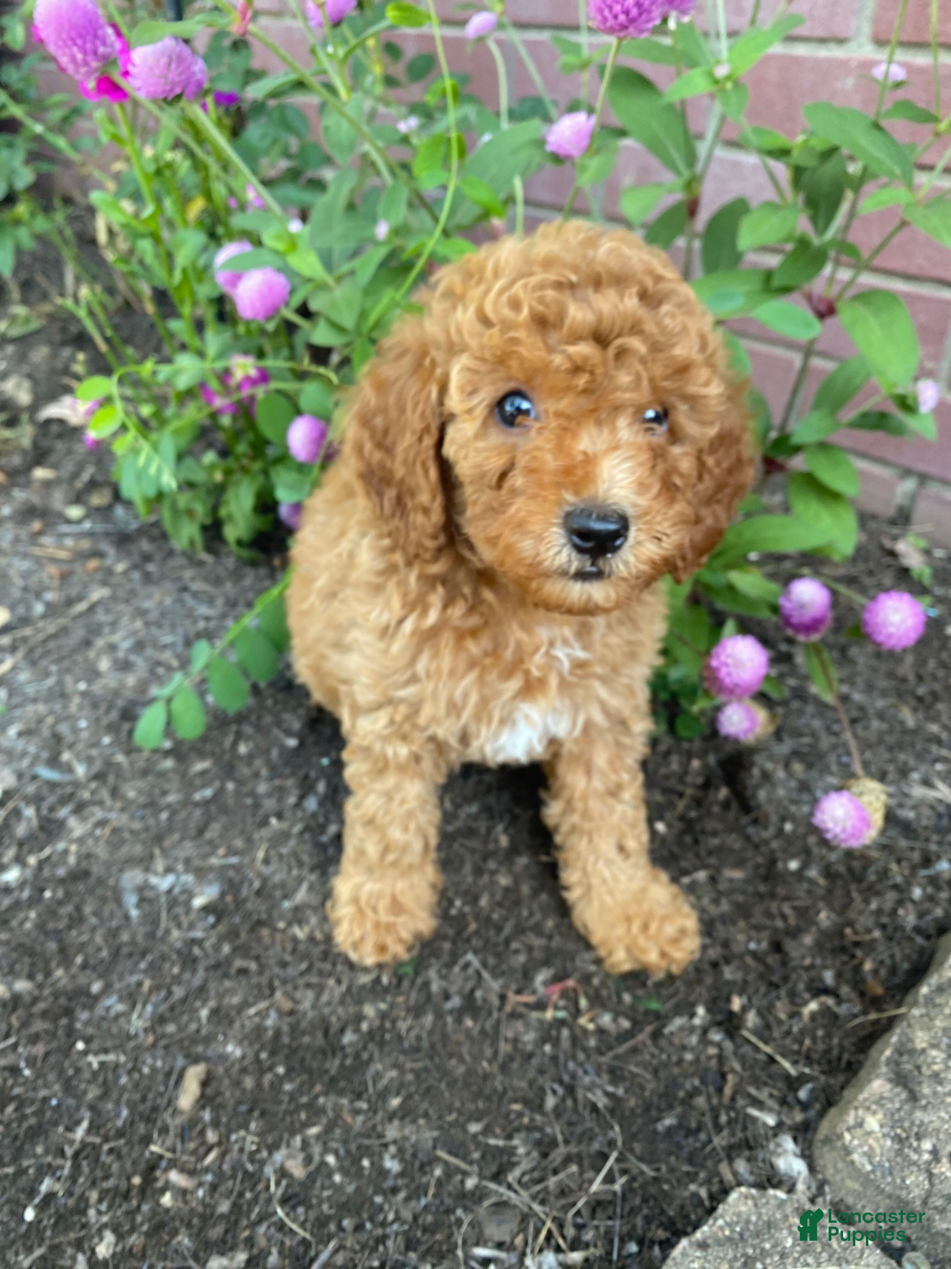 Miniature Poodle dogs Bella - Ad 1