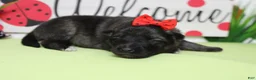 Keeshond dogs for sale: Thelma  - Ad 3