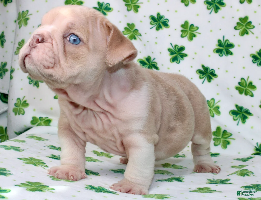 English Bulldog dogs for sale: Penny - Ad 2