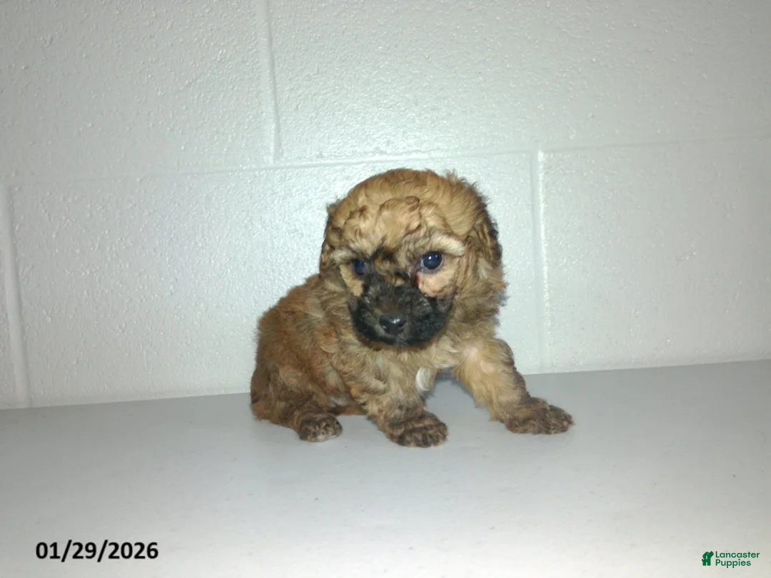 Yorkiepoo dogs for sale: Cody - Ad 20
