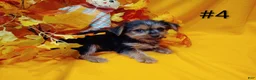 Yorkshire Terrier dogs for sale: Yorkshire Terrier 1 - Ad 3
