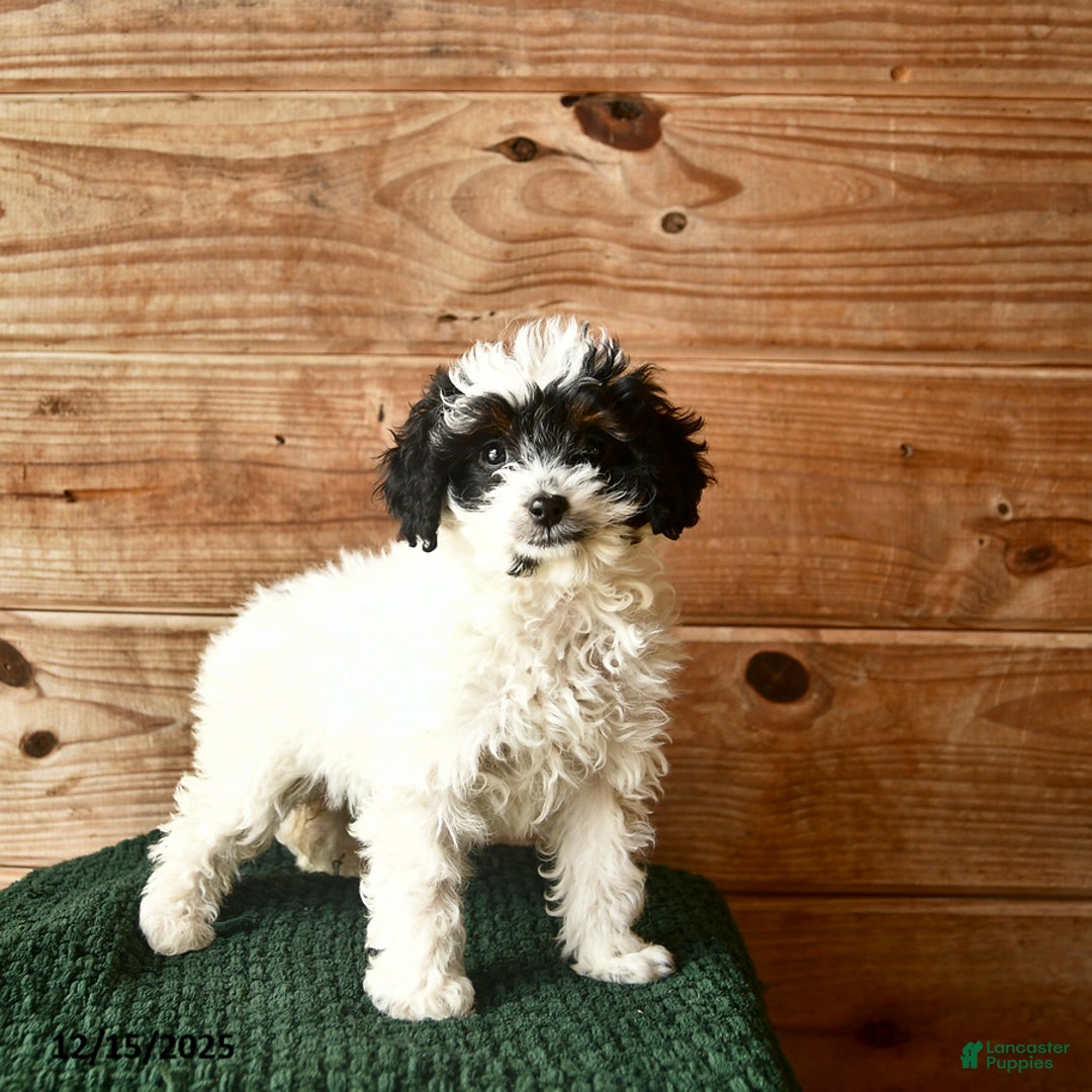 Mini Goldendoodle dogs for sale: Nia  - Ad 3