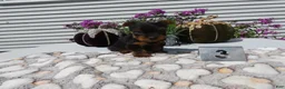 Yorkshire Terrier dogs for sale: Yorkshire Terrier 3 Tiny - Ad 7