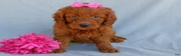 Mini Goldendoodle dogs for sale: Lucy - Ad 1