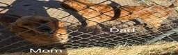 Golden Retriever dogs for sale: "Gracie" Red Girl - Ad 7