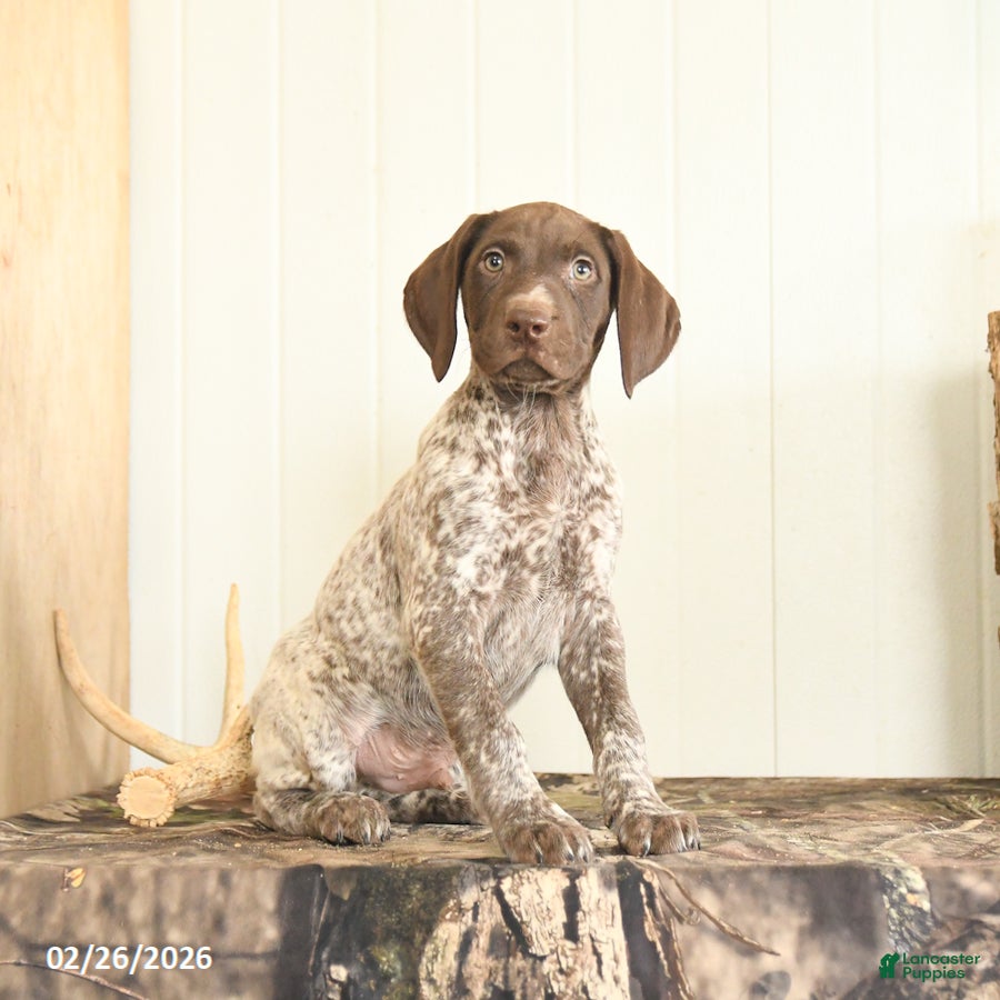 German Shorthaired Pointer dogs Drew - Ad 2