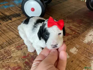 Miniature Poodle dogs Akc Clear Purple Bow - Ad 8