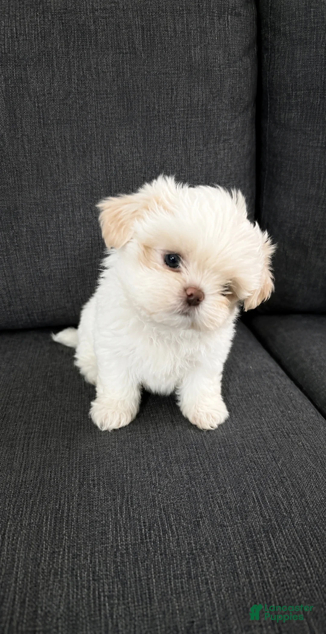 Shih Tzu dogs for sale: Snow - Ad 2