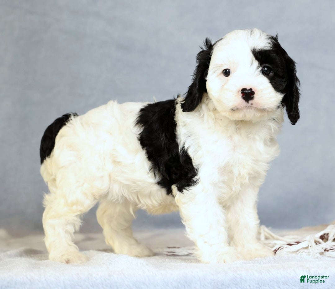 Cavapoo dogs for sale: Bently - Ad 6