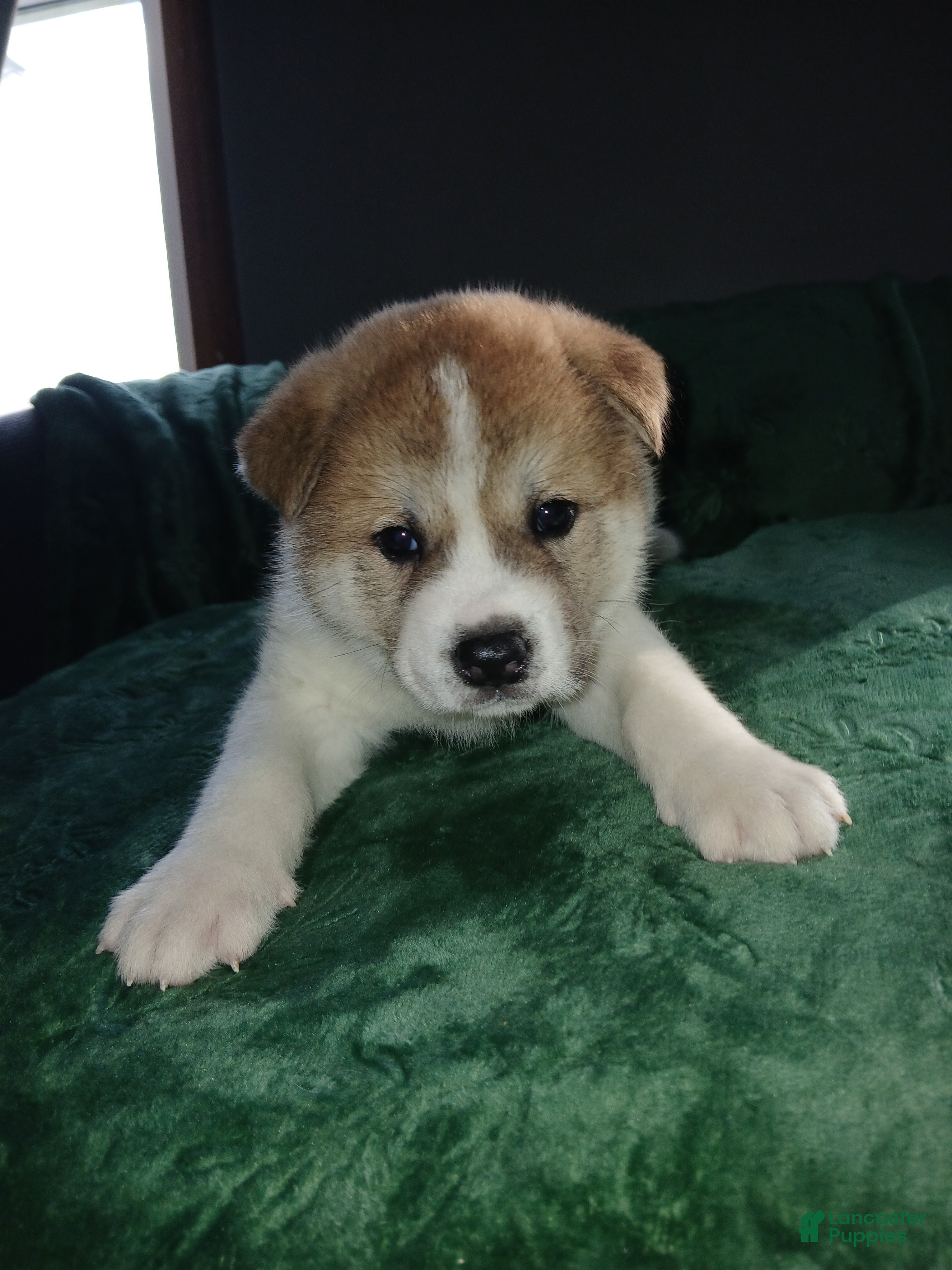 Akita dogs Cypress - Ad 1