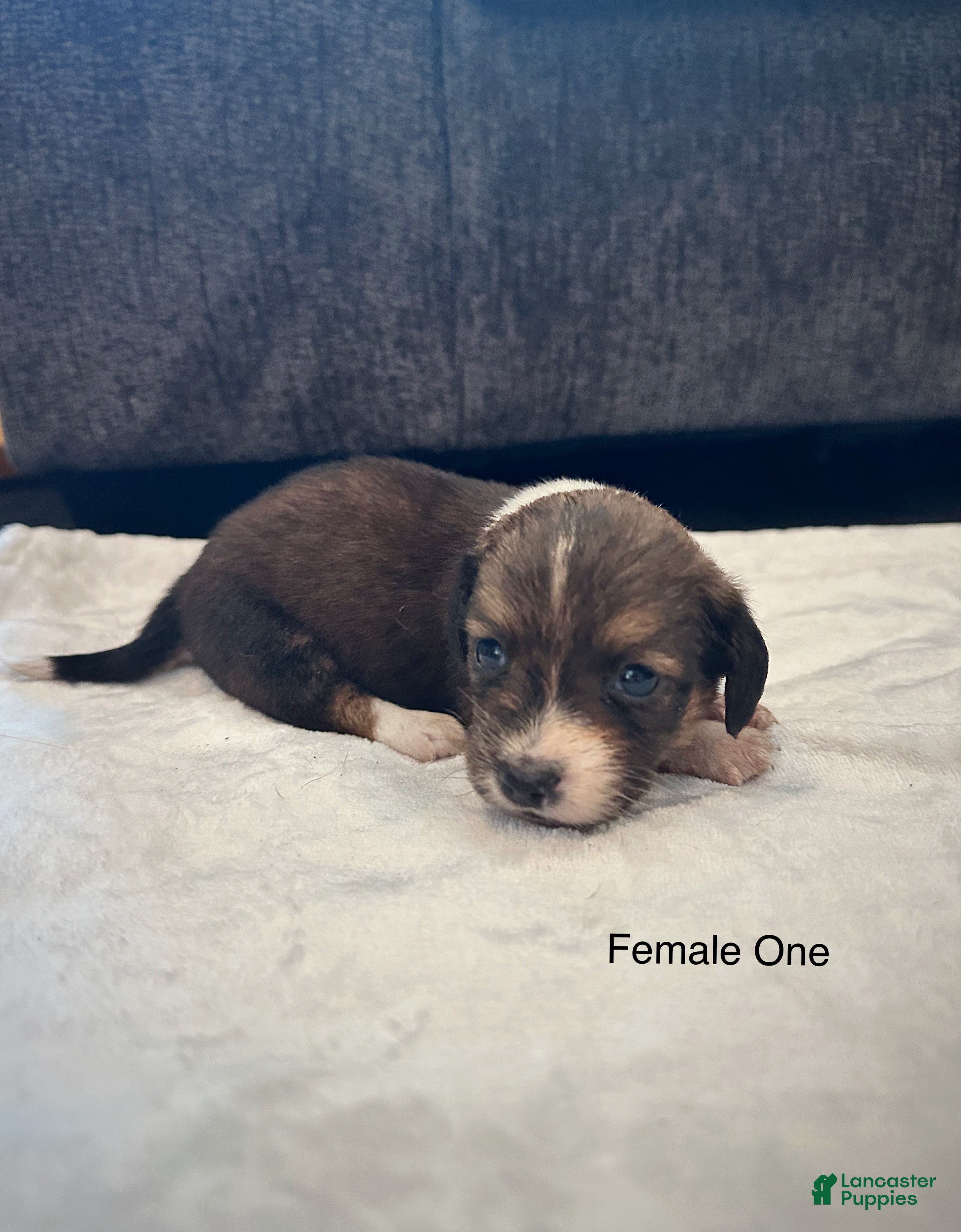 Dachshund dogs Female One - Ad 2
