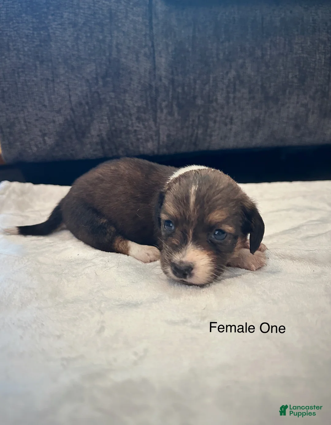 Dachshund dogs for sale: Female One - Ad 2