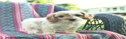 Cavapoo dogs for sale: Wiggles  - Ad 5