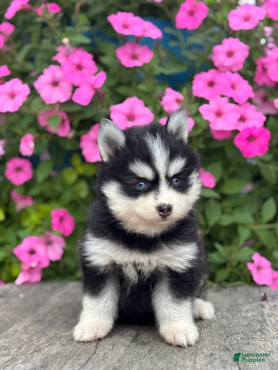 Pomsky dogs for sale: Trent - Ad 1