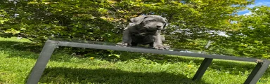 Cane Corso Puppy 3