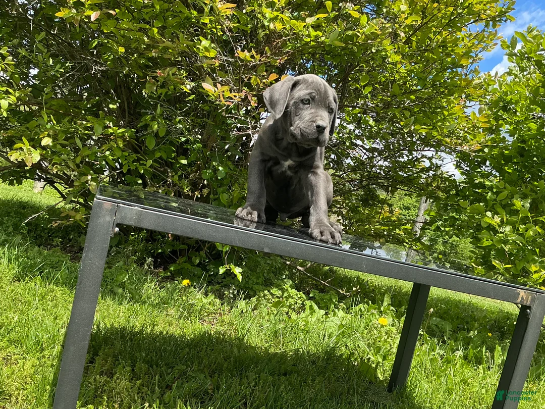 Cane Corso dogs for sale: Cane Corso Puppy 3 - Ad 1