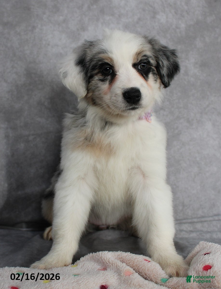 Australian Shepherd dogs Aster - Ad 1