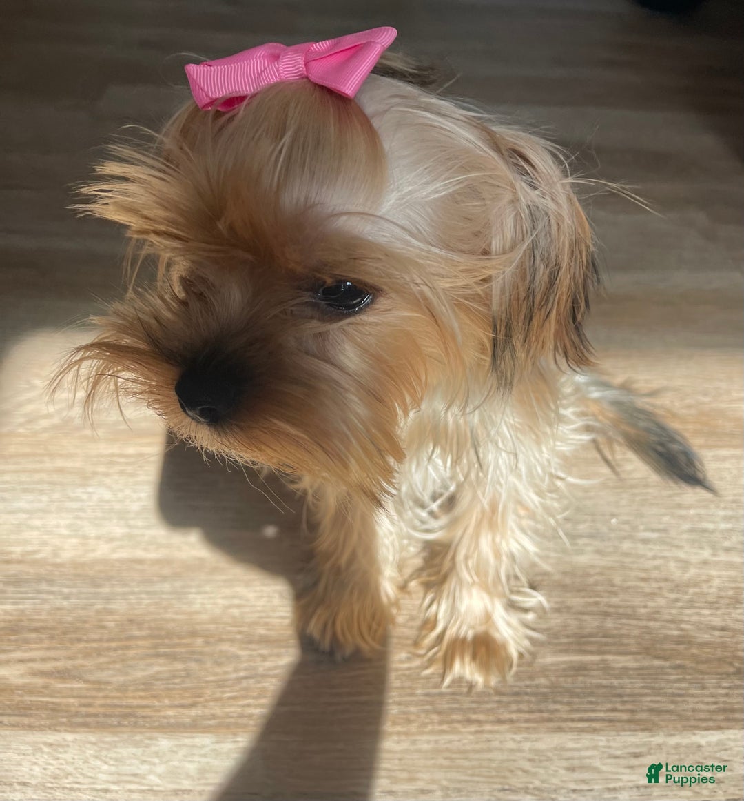 Yorkshire Terrier dogs for sale: Lucy - Ad 5