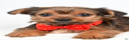 Yorkshire Terrier dogs for sale: Waldo - Ad 2