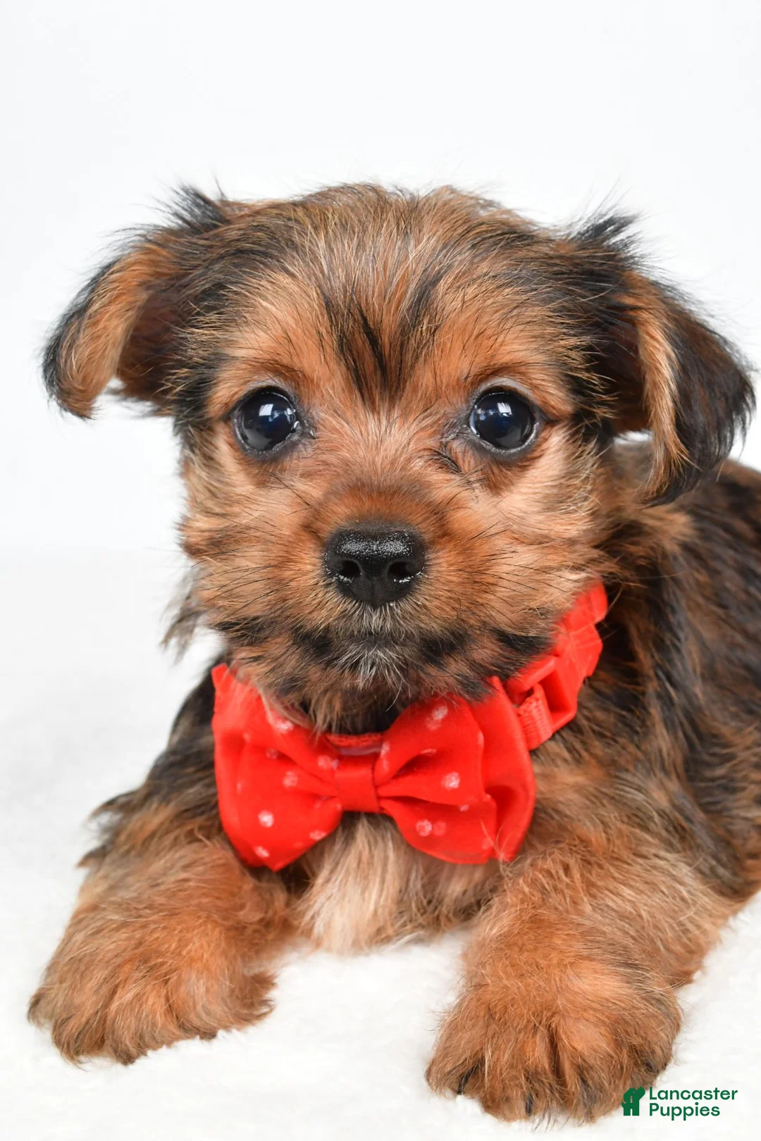 Yorkshire Terrier dogs for sale: Waldo - Ad 2