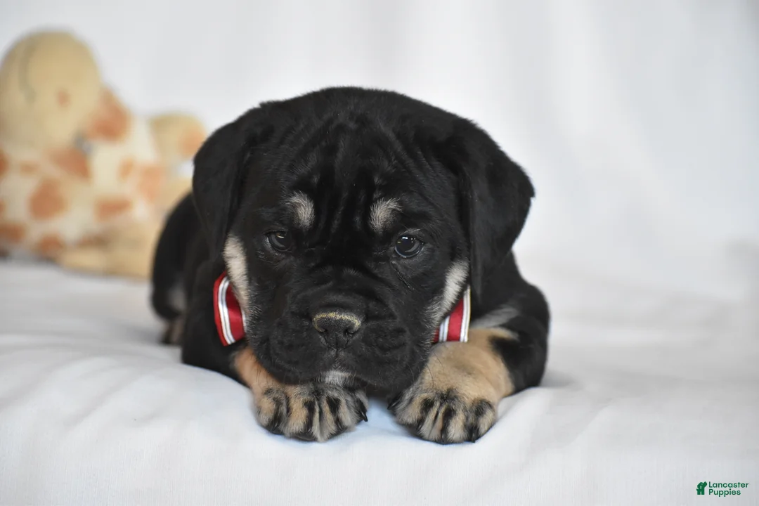 Beabull dogs for sale: Ember - Ad 8