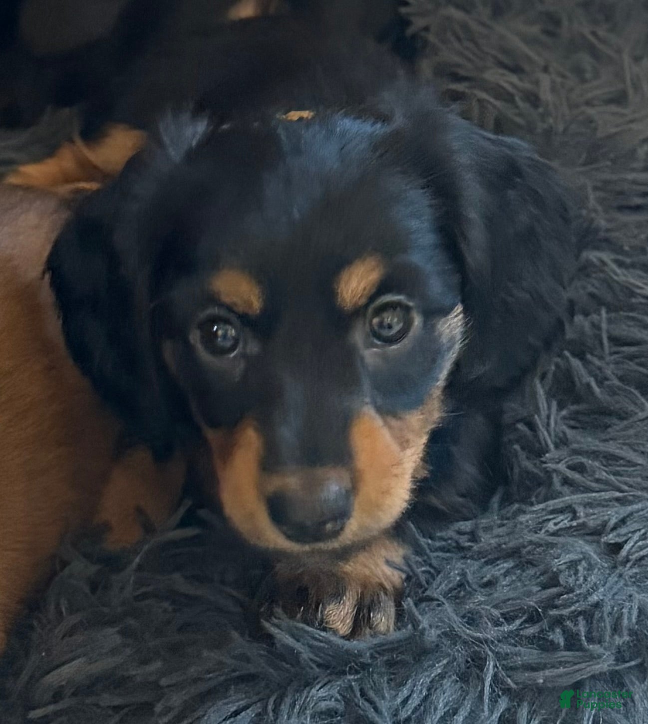 Dachshund dogs Lainey - Ad 2