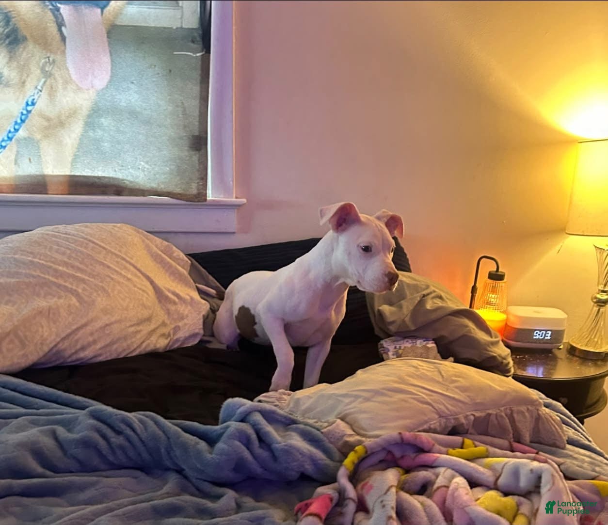 American Bully dogs for sale: American Bully 1 - Ad 1
