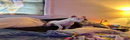 American Bully dogs for sale: American Bully 1 - Ad 1