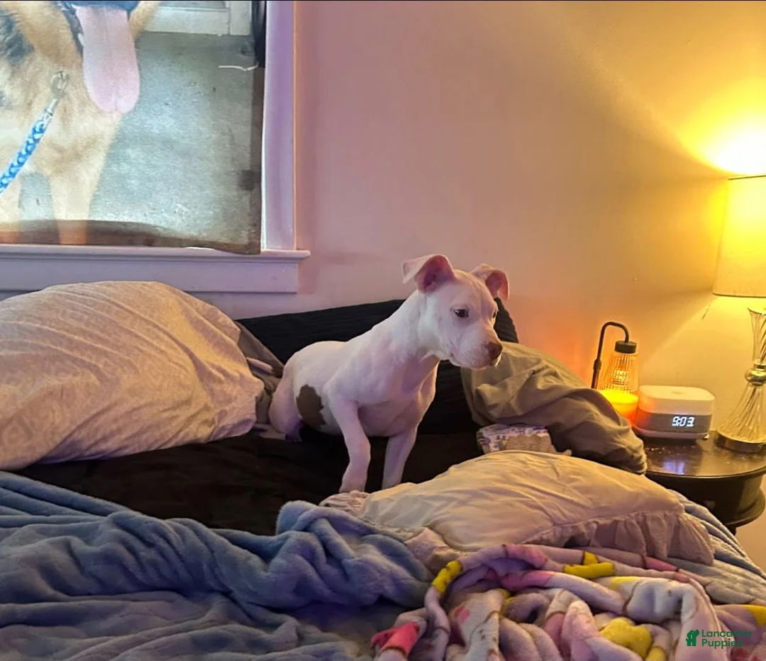 American Bully dogs for sale: American Bully 1 - Ad 1