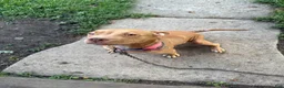 American Bully dogs for sale: American Bully 4 - Ad 2