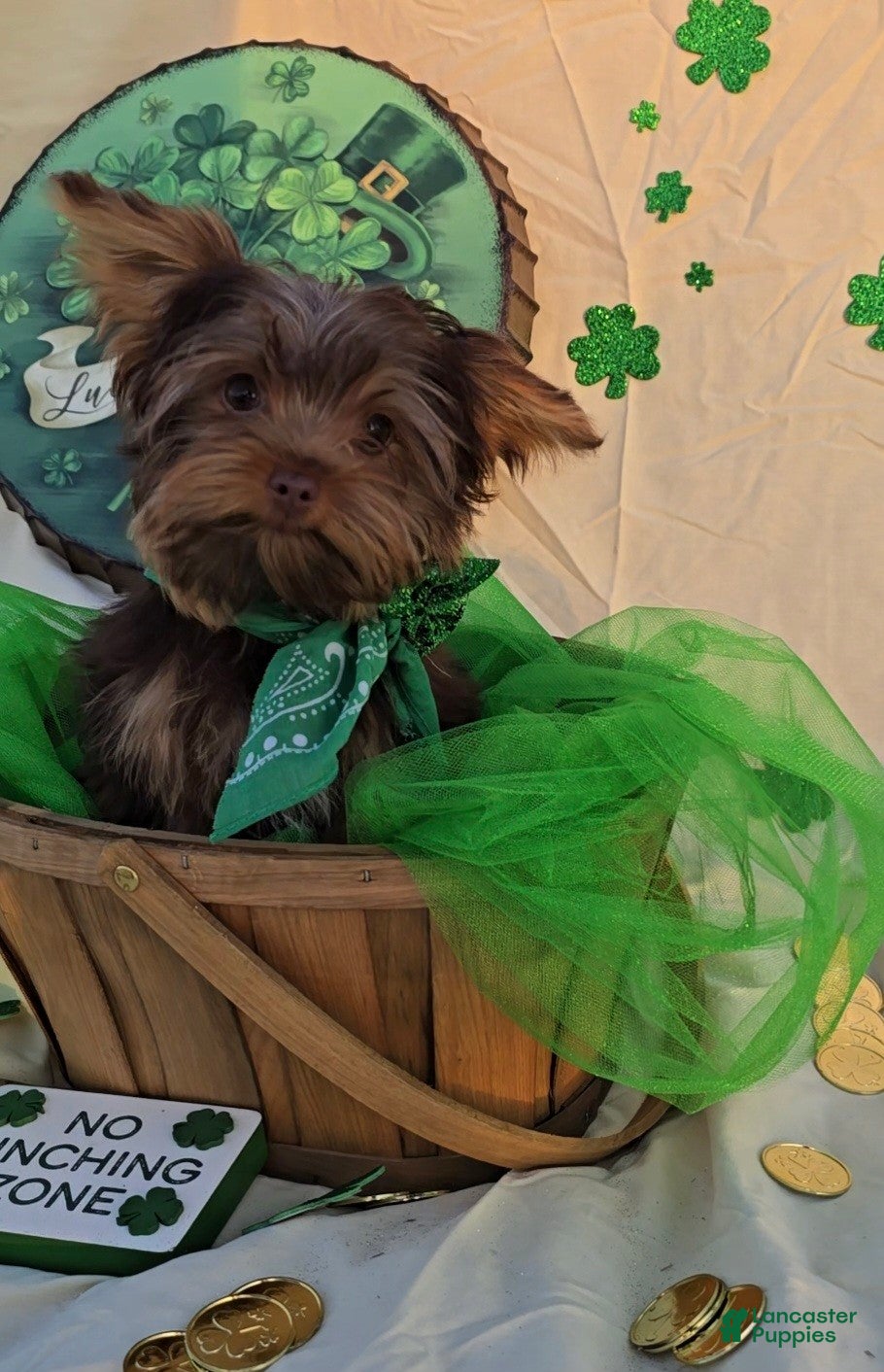 Yorkshire Terrier dogs Smaller Male Puppy - Ad 4