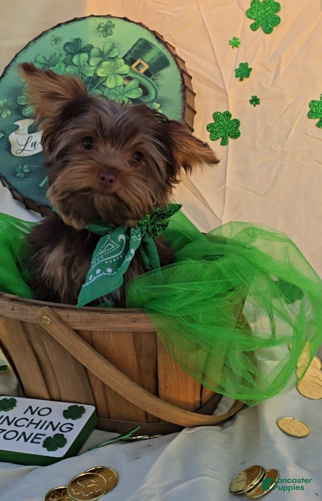 Yorkshire Terrier dogs for sale: Smaller Male Puppy - Ad 1