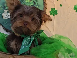 Yorkshire Terrier dogs Smaller Male Puppy - Ad 4