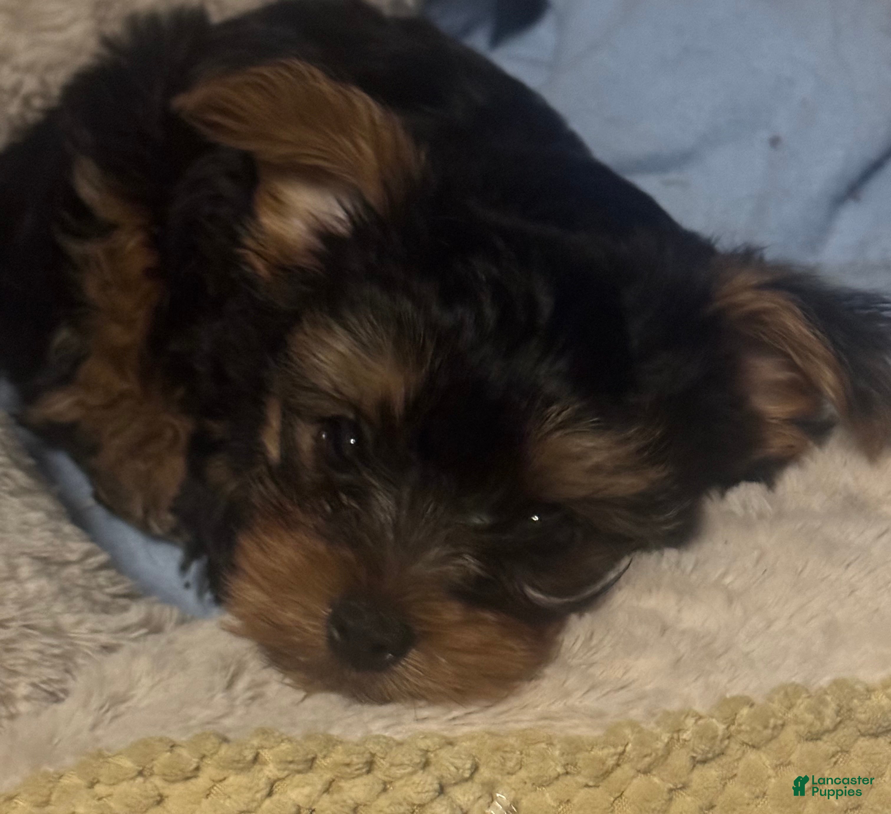 Yorkshire Terrier dogs Yorkshire Terrier 1  - Ad 1