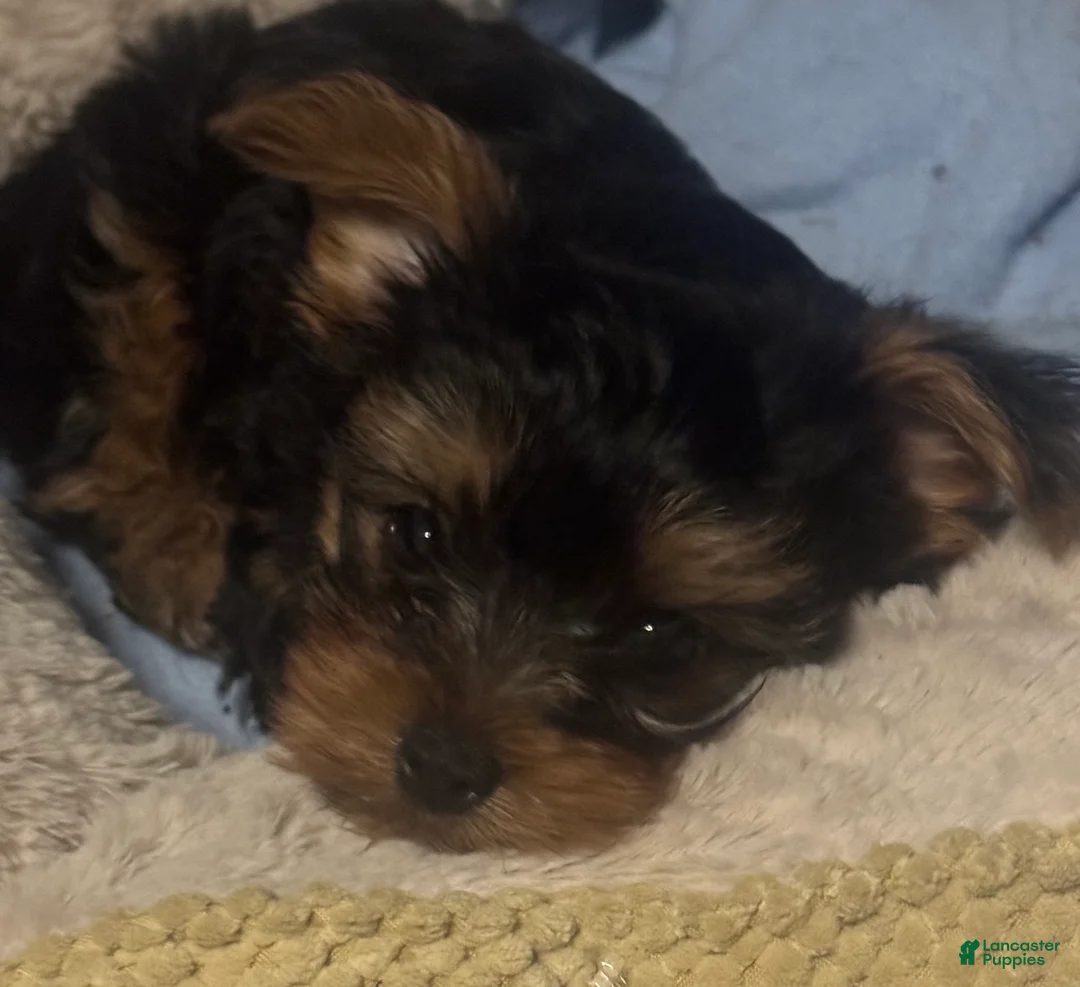 Yorkshire Terrier dogs for sale: Yorkshire Terrier 1  - Ad 1