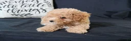 Maltipoo dogs for sale: Max - Ad 6