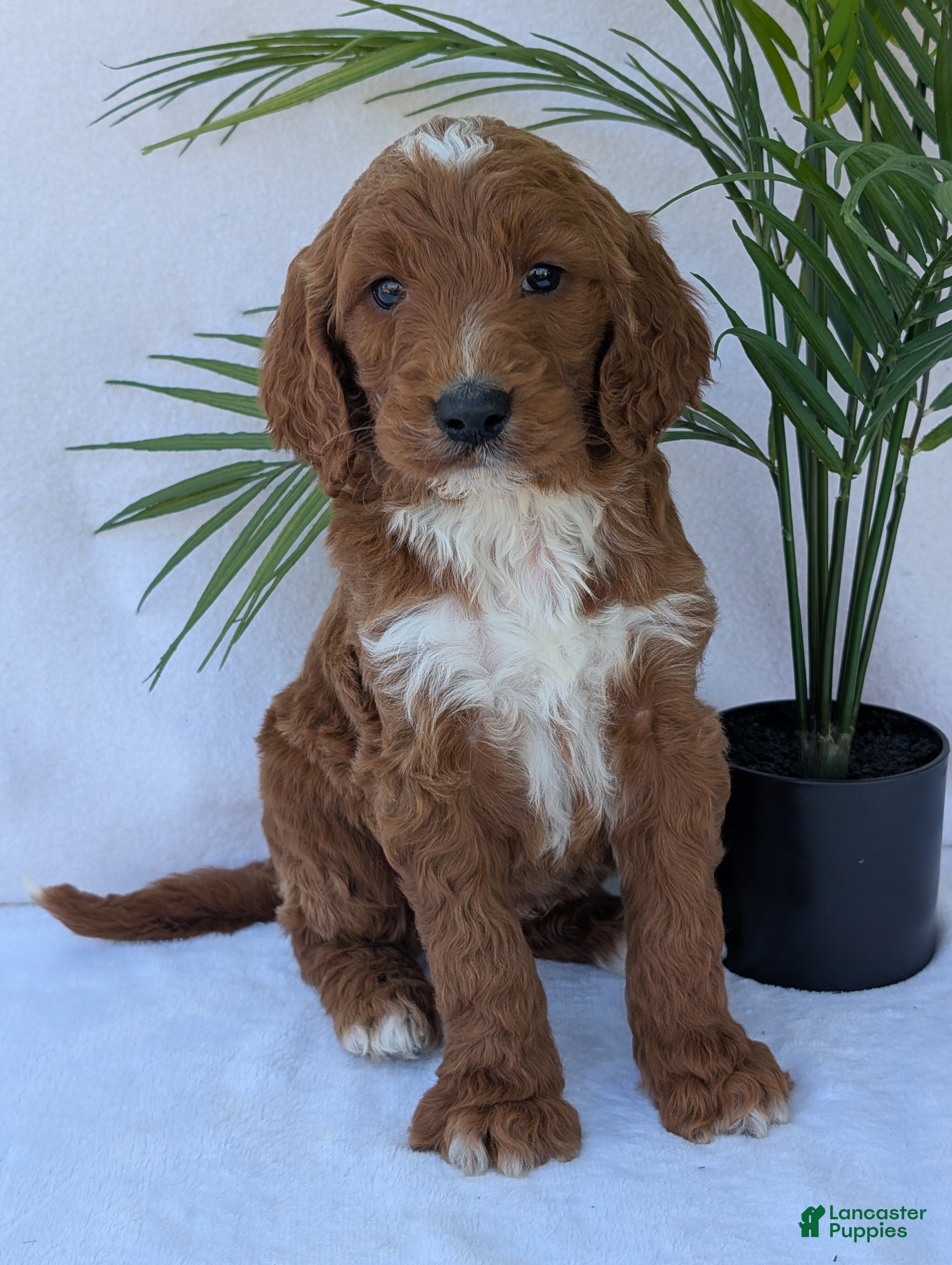 Goldendoodle dogs Parker - Ad 2