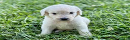Goldendoodle dogs for sale: Goldendoodle 5 - Ad 6
