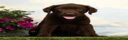 Labrador Retriever dogs for sale: Mocha - Ad 2